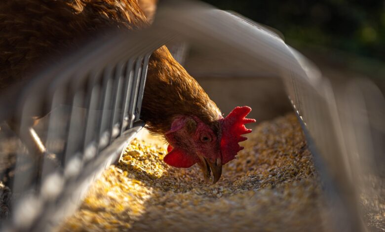 hen, chicken, feeding, poultry, nature, animal, fowl, landfowl, grains, eating, farm, agriculture
