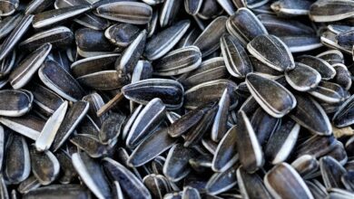 sunflower seeds, seeds, organic, bird seed, feed, feeding, winter, sunflower seeds, sunflower seeds, sunflower seeds, sunflower seeds, sunflower seeds, bird seed