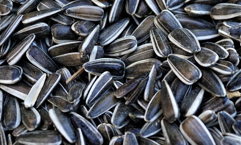 sunflower seeds, seeds, organic, bird seed, feed, feeding, winter, sunflower seeds, sunflower seeds, sunflower seeds, sunflower seeds, sunflower seeds, bird seed