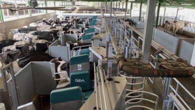 Українська молочна компанія у 2026 році побудує найбільшу у світі роботизовану ферму