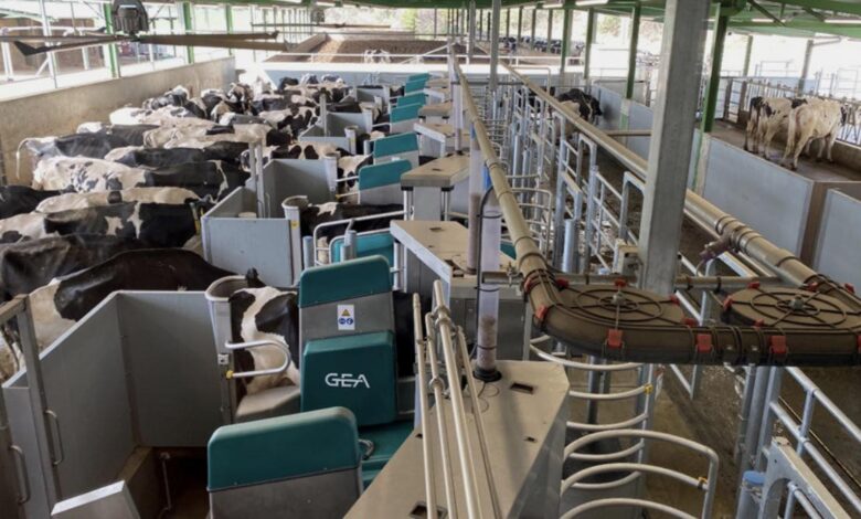 Українська молочна компанія у 2026 році побудує найбільшу у світі роботизовану ферму