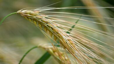 harvest, cool backgrounds, grain, 4k wallpaper, spikelets, agriculture, desktop backgrounds, hd wallpaper, food, wallpaper hd, mac wallpaper, nature, laptop wallpaper, close up, grain straw, top, windows wallpaper, beautiful wallpaper, spike, nature background, background, free wallpaper, barley field, wallpaper 4k, cereal type, 4k wallpaper 1920x1080, full hd wallpaper, free background, cornfield, ear, barley ear, macro, nature wallpaper, barley grain, summer, barley, field