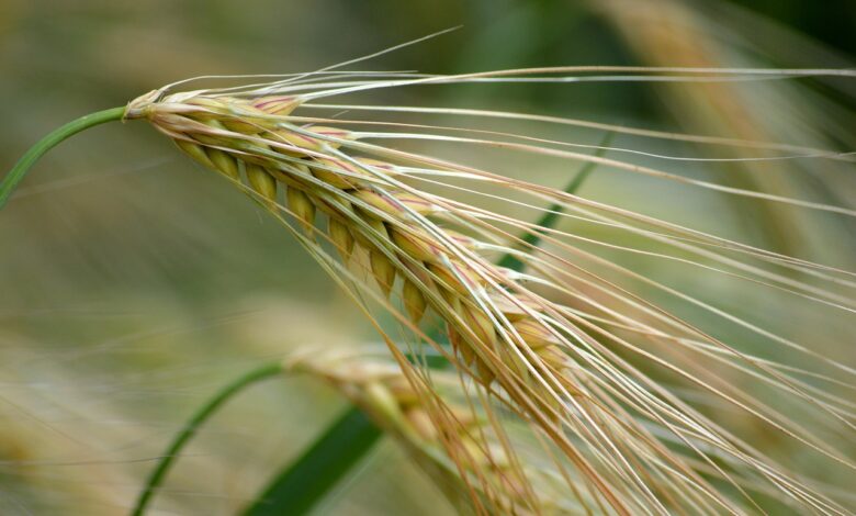harvest, cool backgrounds, grain, 4k wallpaper, spikelets, agriculture, desktop backgrounds, hd wallpaper, food, wallpaper hd, mac wallpaper, nature, laptop wallpaper, close up, grain straw, top, windows wallpaper, beautiful wallpaper, spike, nature background, background, free wallpaper, barley field, wallpaper 4k, cereal type, 4k wallpaper 1920x1080, full hd wallpaper, free background, cornfield, ear, barley ear, macro, nature wallpaper, barley grain, summer, barley, field