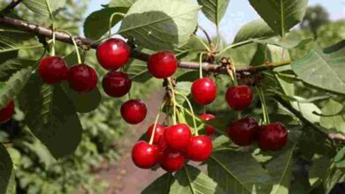 ЄС офіційно відкрив ринок для українських саджанців вишні