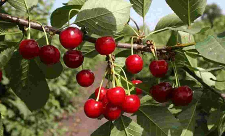 ЄС офіційно відкрив ринок для українських саджанців вишні