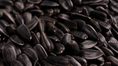 Переробка соняшнику в Україні падає до рекордного мінімуму: ціни стабілізуються