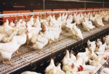 На Волині планують переробити стару ферму під птахофабрику