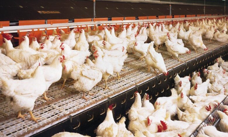 На Волині планують переробити стару ферму під птахофабрику