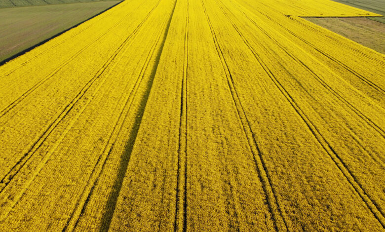 Україна може збільшити посіви ріпаку на третину