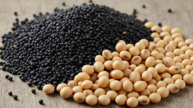 Українські фермери втратили $180 млн через мита на сою та ріпак