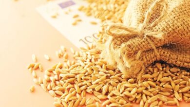 Котирування української пшениці на початку весни