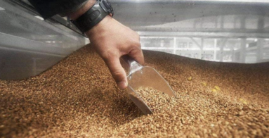 Гречана пастка 2026: чому висока ціна на полицях не рятує українського фермера