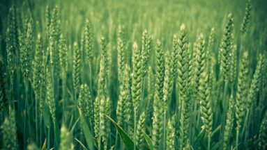 Що таке підживлення зернових по колосу?