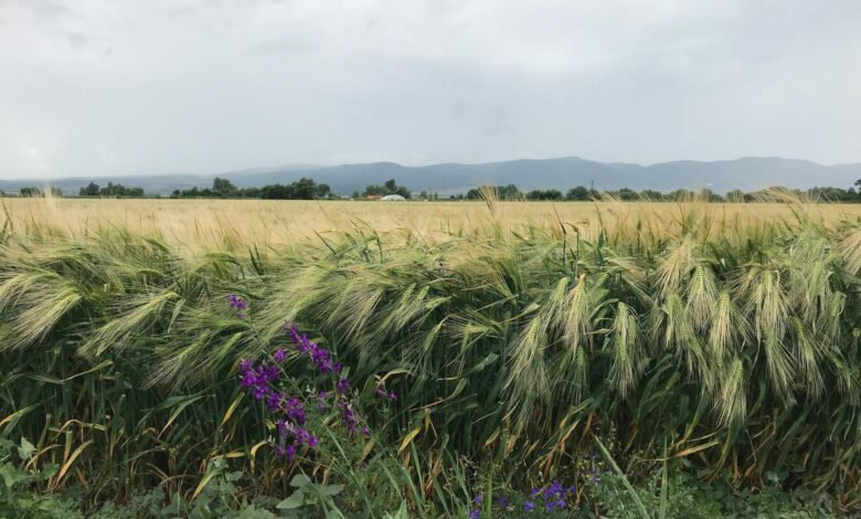 Lush wheat field in Bulgaria framed by stormy clouds and vibrant wildflowers.