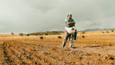 A farmer sowing seeds in a vast rural field, surrounded by cattle.