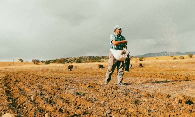 A farmer sowing seeds in a vast rural field, surrounded by cattle.