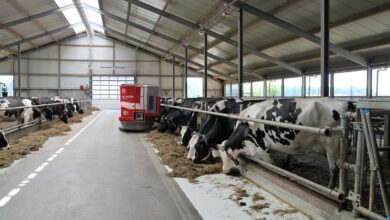 dairy farm, farm, robot, lely, cows, dairy farm, dairy farm, dairy farm, dairy farm, dairy farm