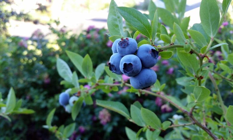 rubel blueberry, blueberry, fruit, plant, blue, fall, nature, grow, ripe, blueberry, blueberry, blueberry, blueberry, blueberry