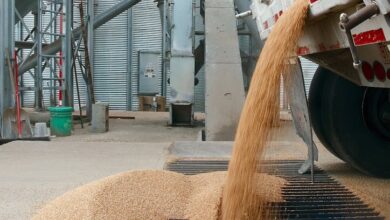 Truck unloading wheat at industrial grain facility. Vertical shot emphasizing storage silos.