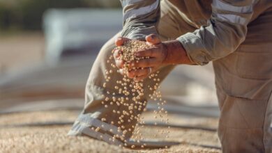 Hands holding soybeans during harvest in Paragominas, Brazil, showcasing agriculture.