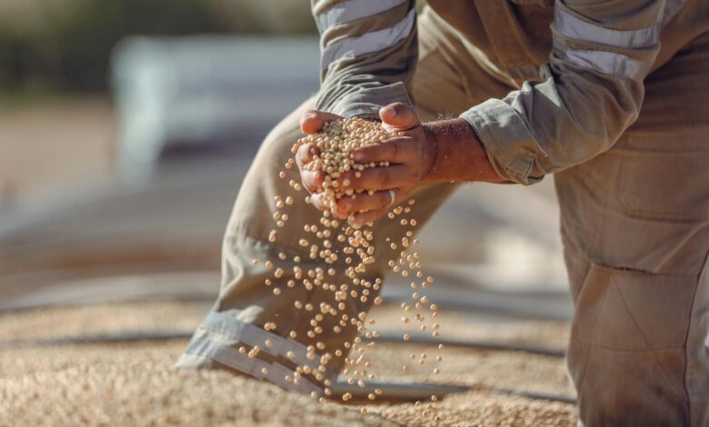 Hands holding soybeans during harvest in Paragominas, Brazil, showcasing agriculture.