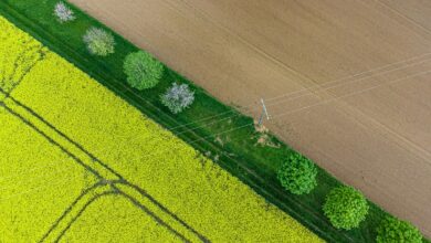 Aerial perspective of lush yellow and brown fields with contrasting lines and green trees.