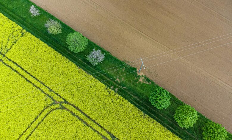 Aerial perspective of lush yellow and brown fields with contrasting lines and green trees.