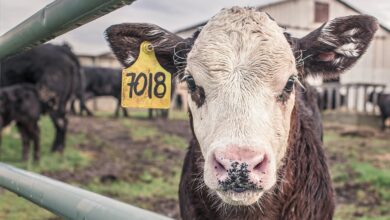 calf, nature, cow, farm animal, farm, rural, countryside, animal, cattle, barn, field, fence, ruminant
