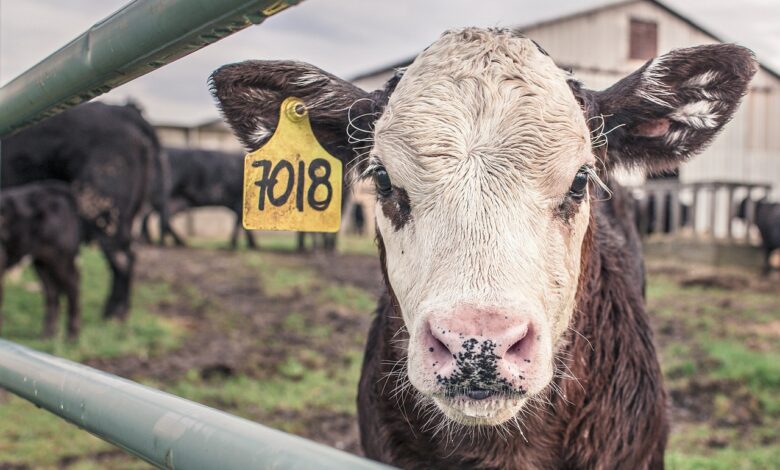 calf, nature, cow, farm animal, farm, rural, countryside, animal, cattle, barn, field, fence, ruminant