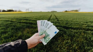 Crop unrecognizable farmer with one hundred and five hundred euro banknotes in hand in large green rural field on summer day