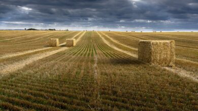 wheat, wheatfields, countryside, field, nature, wheat, wheat, wheat, wheat, wheat