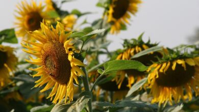 sunflower, blossom, bloom, bright, nature, landscape, sunflowers, field, sunflower, sunflower, sunflower, sunflower, sunflower, sunflowers, sunflowers