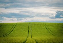 barley, barley field, grain field, grain, cornfield, agriculture, nature, summer, heaven, cultivation