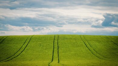 barley, barley field, grain field, grain, cornfield, agriculture, nature, summer, heaven, cultivation