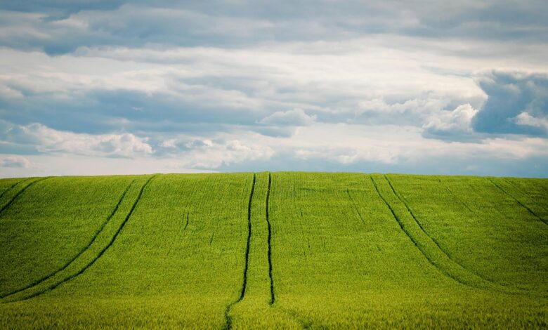 barley, barley field, grain field, grain, cornfield, agriculture, nature, summer, heaven, cultivation