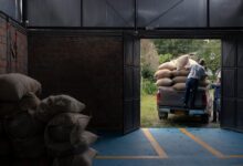 farming, colombian coffee, colombia, harvest, huila, pitalito, agriculture, coffee farming, farming, colombia, colombia, colombia, colombia, colombia