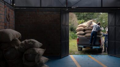 farming, colombian coffee, colombia, harvest, huila, pitalito, agriculture, coffee farming, farming, colombia, colombia, colombia, colombia, colombia