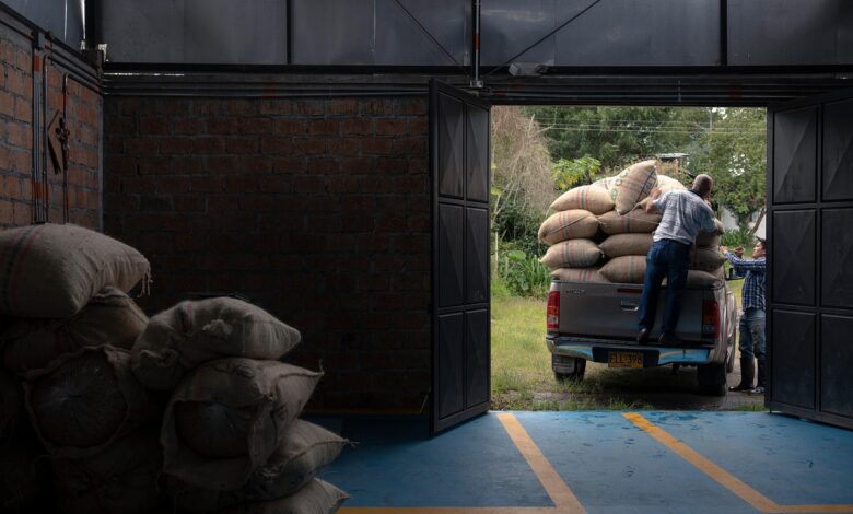 farming, colombian coffee, colombia, harvest, huila, pitalito, agriculture, coffee farming, farming, colombia, colombia, colombia, colombia, colombia