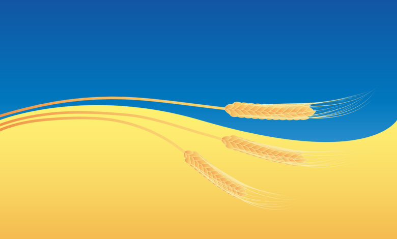 wheat, grain, crops, field, ukrainian flag, symbol, wheat, wheat, wheat, wheat, wheat, field