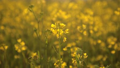 rapeseed, spring, nature, flower wallpaper, flowers, beautiful flowers, botany, bloom, blossom, flower background, macro