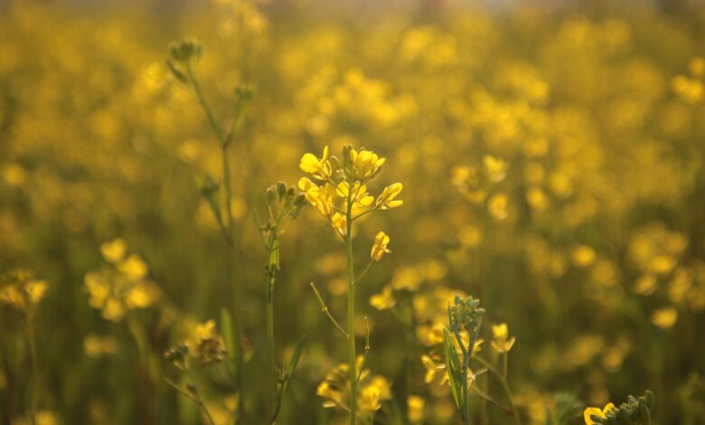 rapeseed, spring, nature, flower wallpaper, flowers, beautiful flowers, botany, bloom, blossom, flower background, macro