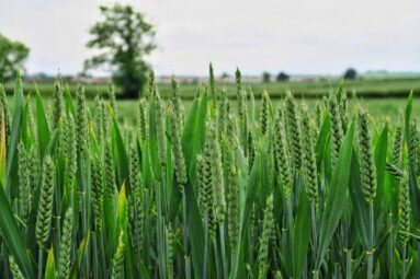 Що таке підживлення зернових по колосу?