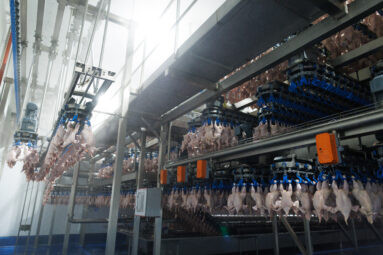 Інвестиції попри війну: як Avesterra Group масштабує птахівництво — інтервʼю з СЕО компанії Світланою Собіпан