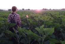 Back view of a person standing in a lush sunflower field in Ukraine during sunset.