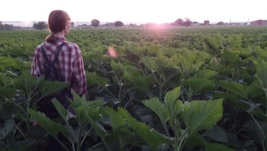 Back view of a person standing in a lush sunflower field in Ukraine during sunset.
