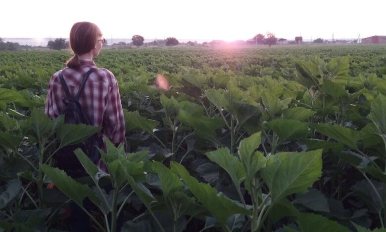 Back view of a person standing in a lush sunflower field in Ukraine during sunset.