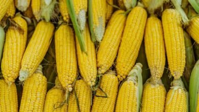 A close-up of fresh yellow corncobs piled together, showcasing agricultural abundance.