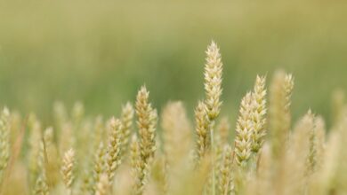 Close-up of ripe wheat ears in a blurred green wheat field, ready for harvest.