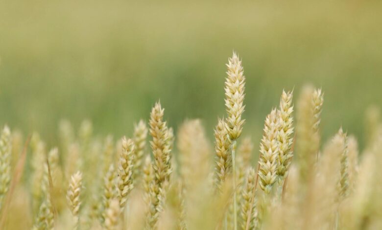 Close-up of ripe wheat ears in a blurred green wheat field, ready for harvest.