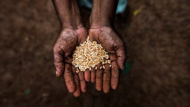 Close-up of hands holding raw grains, symbolizing agriculture and sustainability.
